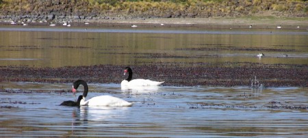 Actualizacion Plan de Gestion del Parque Nacional Laguna Blanca 